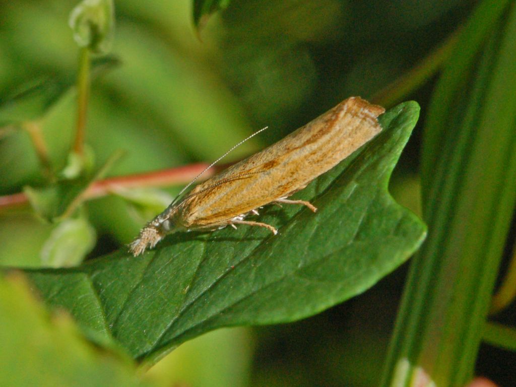 Alcuni Microlepidotteri da determinare